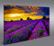 islandburner Bild Bilder auf Leinwand Lavendelfeld V4 Lavendel Provence 1p XXL Poster Leinwandbild Wandbild Dekoartikel Wohnzimmer Marke