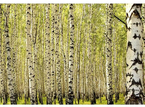 decomonkey Fototapete selbstklebend Wald, 245x175 cm, XL, Natur Baum