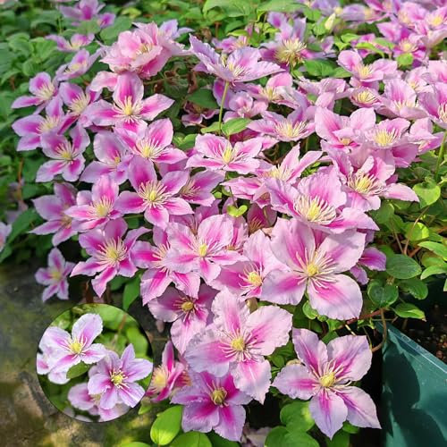 450 Pcs Clematis Winterhart Mehrjährig Samen, Kletterpflanzen Winterhart, Bio Saatgut, Dekopflanzen (Clematis Florida) Bienenweide Saatgut Mehrjährig, Geschenke Für Gartenfreunde Gartenblumen