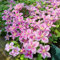 450 Pcs Clematis Winterhart Mehrjährig Samen, Kletterpflanzen Winterhart, Bio Saatgut, Dekopflanzen (Clematis Florida) Bienenweide Saatgut Mehrjährig, Geschenke Für Gartenfreunde Gartenblumen