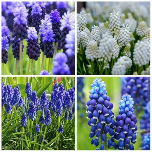Natural Bulbs Muscari Mischung Blau-Weiß BIO 50 Blumenzwiebeln aus Holland | Kleine blaue und weiße Blüten im ganzen Garten