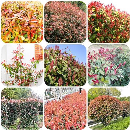 ligustro lucido - semi pianta in vaso ligustro lucido giardino erbe aromatiche piante resistenti all'esterno semi di bonsai piante da balcone in vaso arbusti per il giardino di 800pcs
