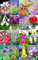 Farbe Sinningia Mix Seltene Usambaraveilchen Duftende Garten-Blumen-Samen 100 Samen