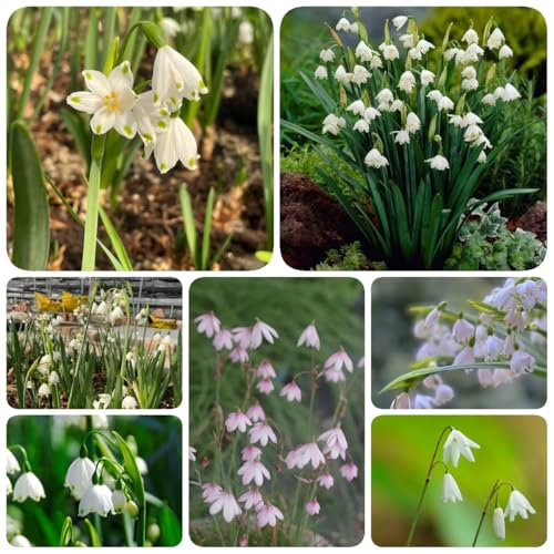 12 pcs Märzenbecher Zwiebeln Kaufen blumenwiese winterharte pflanzen für garten Leucojum vernum winterharte pflanzen für garten, balkonblumen frühlingsblumen zwiebeln garten geschenk