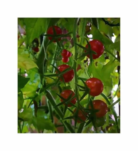 Stk - 10 Korn Wildtomaten (Bio) Rote Murmel Garten Pflanzen - Samen F-S670 - Seeds & Plants Shop by Ipsa