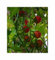 Stk - 10 Korn Wildtomaten (Bio) Rote Murmel Garten Pflanzen - Samen F-S670 - Seeds & Plants Shop by Ipsa