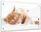 Bilderdepot24 Memoboard 60 x 40 cm | Tiere | schlafende Katze | abwaschbare Glas-Magnettafel mit Halterung Magneten Stift 1318