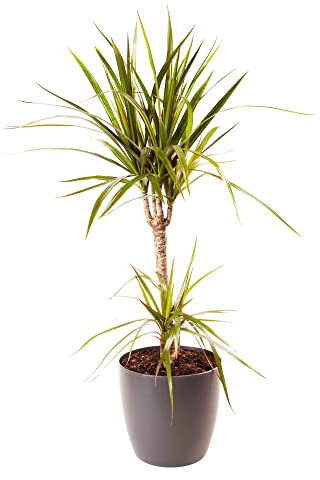 You Garden - Dracaena Marginata with Plant Pot - Houseplants for Air Purification Including Indoor Plant Pot - Established Dragon Tree for Homes & Office