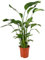 Trendyplants - Strelitzia Nicolai - Paradiesvogelblume - Zimmerpflanze - Höhe 110-130 cm - Topfgröße Ø17cm