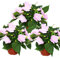 Exotenherz - Edel-Lieschen - Impatiens Neu-Guinea - 12cm Topf - Set mit 3 Pflanzen - Zartes Violett