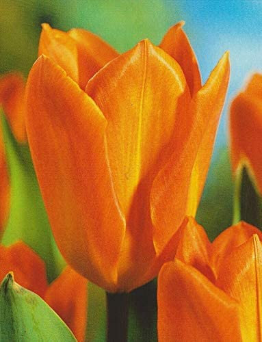 20 Tulpenzwiebeln Orange Brilliant Blumenzwiebeln Tulpen