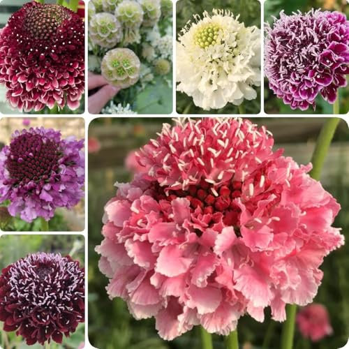 100 pcs Skabiose Samen Mehrjährig bodendecker winterhart mehrjährig Scabiosa atropurpurea frühlingsblumen, blumensaat wildkräuter samen, blumen garten gartenpflanzen winterhart mehrjährig
