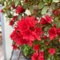 semi resistenti pianta del rododendro, fiori, semi di fiori perenni azalea resistente semi di piante, piante da balcone Piante perenni resistenti, semi di fiori di prato semi di 150pcs