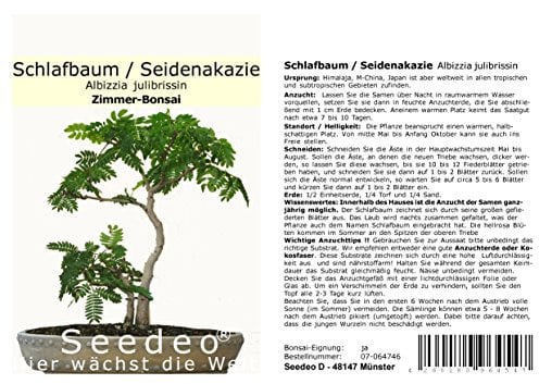 Seedeo® Seidenakazie/Schlafbaum (Albizzia julibrissin) Bonsai 50 Samen