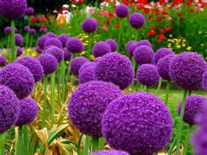 Bloom Green Co. 200pcs / bag Riesen Allium giganteum Zwiebel Bonsai schöne lila Blüten Hausgarten Zwiebeln Topfpflanzen Blume Pflanze: mix-100