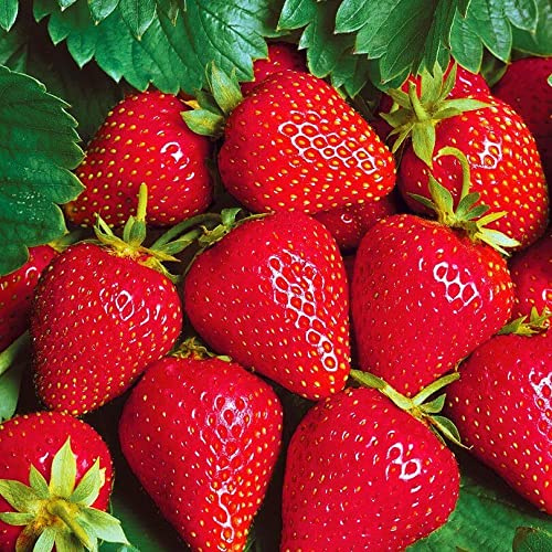 SeedsUP - 15+ Seeds Giant Strawberry Fresca Everbearing - Fruit Red