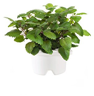 Click&Grow Refill Melissa Cartuccia con Semi di Melissa al Sapore di Menta
