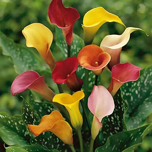 Ponak Neue e 100 Stück Calla-Lilien-Blumensamen-Mischung