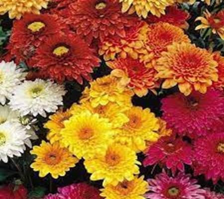 100 pièces de graines de fleurs de chrysanthème