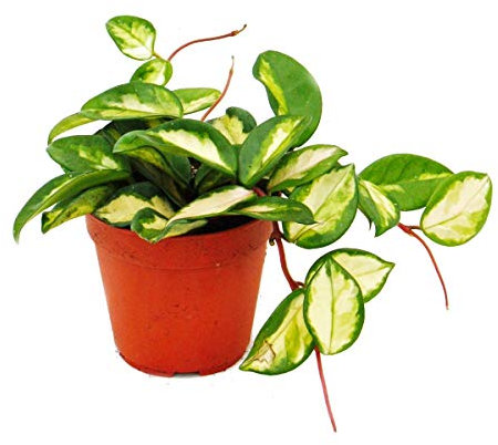 Indoor plant to hang - Hoya carnosa tricolor - porcelain flower - wax flower 12cm