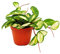 Indoor plant to hang - Hoya carnosa tricolor - porcelain flower - wax flower 12cm