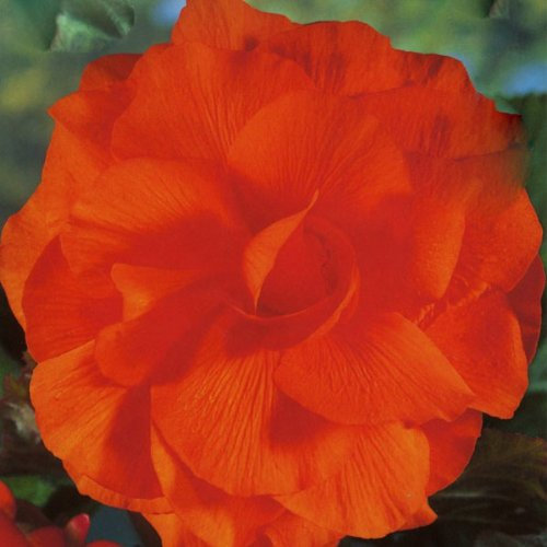 Begonia Double Orange Bulbs (3 in pack)