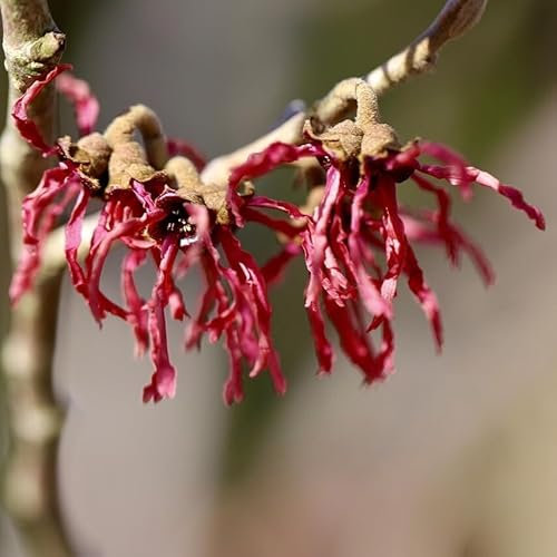 Zaubernuss Feuerzauber rotlühende Hamamelis rote Blüten von Januar bis März Bienenpflanze