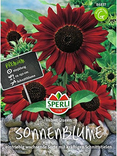 Sonnenblume Velvet Queen
