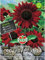 Sonnenblume Velvet Queen