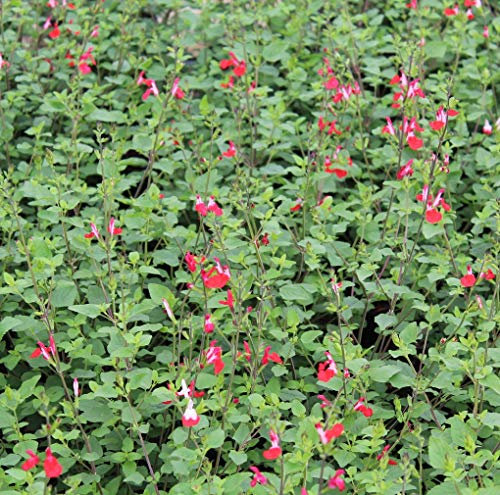 Salvia Microphylla ' Hot Lips' 2 Litre