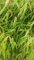 Fargesia robusta 'Campbell' / Bambou non traçant/Conteneur de 3 à 4 litres