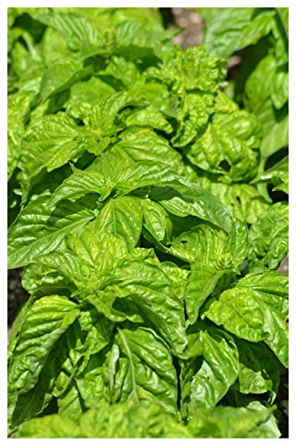PREMIER SEEDS DIRECT - HERB - Giant Basil - NAPOLETANO BOLLOSA - 2000 Finest Seeds