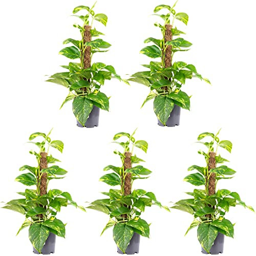 5er-Set Efeutute am Moosstab - echte Zimmerpflanze, Epipremnum aureum - Höhe ca. 50 cm, Topf-Ø 15 cm