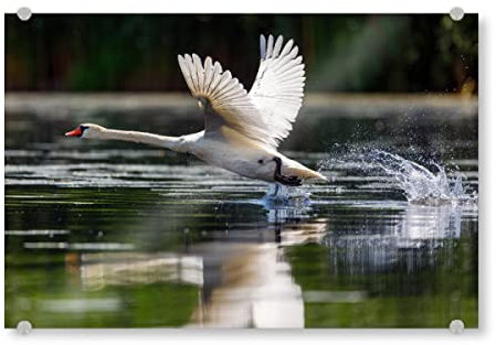 artboxONE Acrylglasbild 90x60 cm Natur Weißer Schwan beim Start Bild hinter Acrylglas - Bild Schwan fliegen Flug