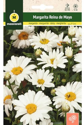 Mascarell Semillas, MARGARITA REINA DE MAYO, Semillas Flores Exterior para Decoración, Flores de Primavera