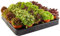 Mezcla de Sempervivum - 5 plantas | Barba de Júpiter, Siempreviva Tapizante Plantas Suculentas de Interior