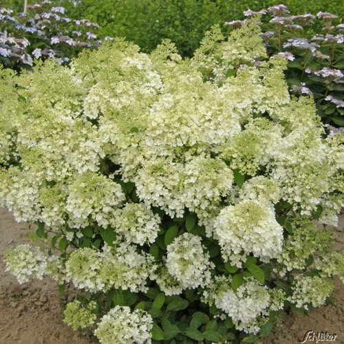 Rispenhortensie Bobo weiß-rosa - Hortensie winterhart & mehrjährig - Hydrangea paniculata - 1 Pflanze von Garten Schlüter - Pflanzen in Top Qualität