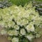 Rispenhortensie Bobo weiß-rosa - Hortensie winterhart & mehrjährig - Hydrangea paniculata - 1 Pflanze von Garten Schlüter - Pflanzen in Top Qualität