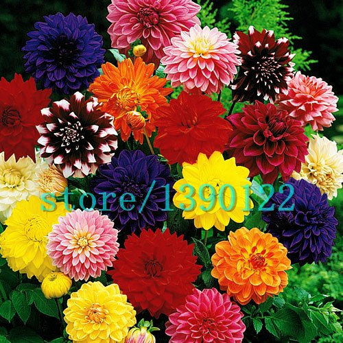 100pcs Dinner Plate Rainbow Dahlia Seeds, Chinese Peony Bonsai Flower Seeds,22 Colors to Choose, for Home Garden plantting