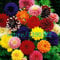 100pcs Dinner Plate Rainbow Dahlia Seeds, Chinese Peony Bonsai Flower Seeds,22 Colors to Choose, for Home Garden plantting