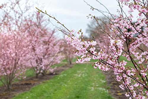 Frühe Zierkirsche 'Accolade' - Prunus Accolade - Containerware 100-150 cm - Garten von Ehren®