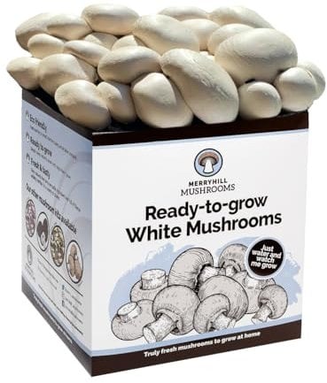 Merryhill Mushrooms - Fresh White Mushroom Growing Kit | Gardening Gifts for Women, Men & Kids | Grow Your Own | Easy & Delicious to Eat (One White Mushroom Grow Kit)