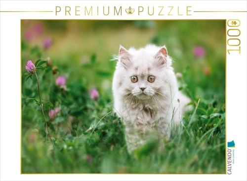 CALVENDO Puzzle EIN Motiv aus dem Kalender Kittens - Britisch Kurzhaar Katzenkinder | 1000 Teile Lege-Größe 64 x 48 cm Foto-Puzzle für glückliche Stunden