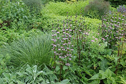 Phlomis tuberosa 9x9 cm Topf – Winterhart, Mehrjährig, Pflegeleicht – Knollen-Brandkraut – Staude für Beete & Rabatten