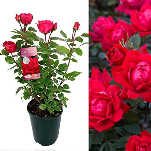Ruby Wedding Rose Bush - 40th Wedding Anniversary Plant - Give a Living Gift (1 Plant)