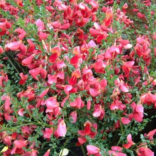 Retama Boskoop Ruby/Cytisus | Arbusto pequeño y resistente - Rojo - Planta perenne | Maceta de 1,5 litros