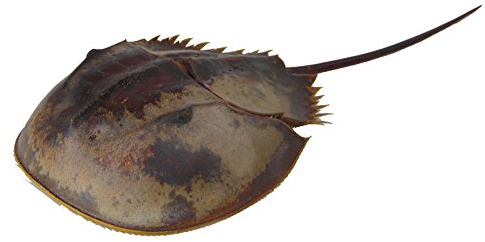 Pfeilschwanzkrebs ca. 23 cm | Limulus Krebs | Seemaulwurf | Pferdehufkrabbe | maritime Dekoration | Seestern | Meerestier | Krebs | Meeresbewohner | Dekoration | Aquarium Dekoration