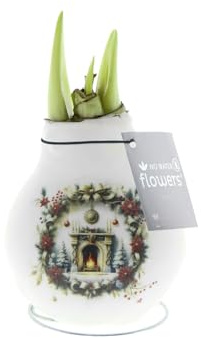 Bloomique - Amarylliszwiebel in Wachs - Weihnachtskamin - Weihnachtsdekoration - Blumenzwiebel - Höhe 15-25 cm bei Lieferung - wird 40-60 cm groß