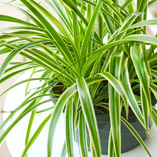 1 x Chlorophytum Variegatum | Plante d'Intérieur de 20 à 30 cm | Vente de Plante en Pot