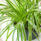 1 x Chlorophytum Variegatum | Grünlilie zu Kaufen | Zimmerpflanze 20-30 cm im Topf